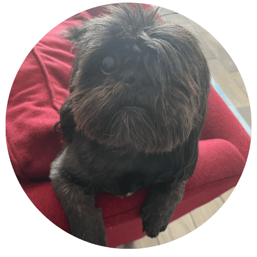 Fitz McIvor Allen - Office Dog