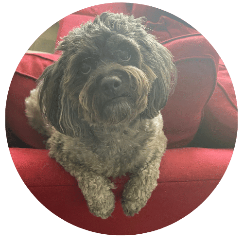 Frank the Tank McIvor Allen - Office Dog